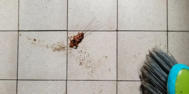 Woman’s Attempt to Burn Cockroach Triggers Apartment Fire in South Korea