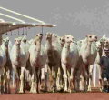 Judges Disqualify 12 Camels from a Saudi Arabia Beauty Pageant for Using Botox