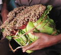 Latvian Man Jailed for Smuggling Miraa into the UK from Nairobi