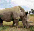 World's Last White Male Northern Rhino, Sudan Dies in Kenya Aged 45
