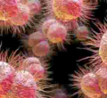 Man Contracts 'World Worst' Super-Gonorrhea 
