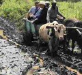Ireland Envoy to Kenya Vincent O’Neill Wows Kenyans after Riding Ox-Drawn Mkokoteni to a Makueni School 