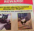 Nairobi Man Offers Sh50,000 Cash Reward in an Advert for His Missing Cat