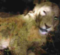 Bizarre: Cow Strangles Lion to Death in Kenya