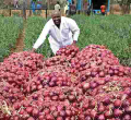 Meet Rev. Joseph Oloimooja, a Kenyan Man in the US who is Reaping Big Profits from His Onion Farm in Kenya