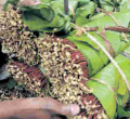 Family of Kenyan Man Imprisoned in India for Smuggling Miraa Appeals for Gov't Intervention