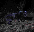 Kenyans Online Refuse to Buy Story about 'First Time in 100 Years' Sighting of Black Leopard