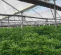 US Firm Says it Has Obtained Permit to Grow Marijuana on 500-Acre Farm in Kenya
