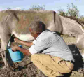 Kenyan Man Makes a Killing from Selling Donkey Milk at Sh200 Per Liter