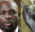 Liberia President George Weah Forced to Work from Home as Snakes Invade His Office
