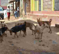 Lobby Group Opposes Plan to Kill 50,000 Stray Dogs Roaming in Nairobi