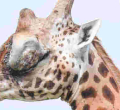 Kenyan Officials Swing into Action after Public Outcry over Giraffe with Huge Eye Tumor