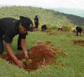 Safaricom Pledges to Plant Five Million Trees