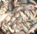 Gov’t Shelves Plan to Ban Importation of Chinese Fish into Kenya