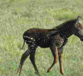 PHOTOS: Rare-Colored Zebra Foal Sighted in Kenya