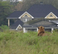 [PHOTOS] Fear after Pride of Lions from Nairobi National Park is Spotted Near Residential Estates