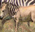 Another Rare Zebra Sighted in the Maasai Mara