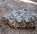  Critically Endangered Pancake Tortoise Discovered in Northern Kenya