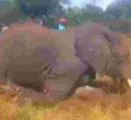 Kenyan Man who Brutally Hacked Elephant to Death in Viral Video Arrested