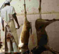 Gov’t Orders Shutdown of Donkey Slaughterhouses in Kenya