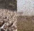 Lesson for Kenya? China Dispatches 100,000 Ducks Ahead of Impending Locust Invasion