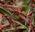 Locust Invasion is God’s Punishment on Kenya over Homosexuality, Kikuyu Elders Say