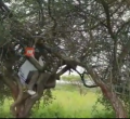 [VIDEO] Pastor James Ng'ang'a Prays on Top of Tree in the Wilderness 