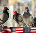 Pigeons with 'Make America Great Again' Hats Glued to their heads Released in Las Vegas