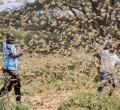 Kenya to Receive Funding from the US to Fight Locust Menace