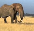 Tim, Africa's Largest Elephant,  Dies in Kenya at Age 50