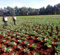 Ruto Denies Working on His Cabbage Farm as Uhuru Fights Covid-19