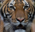 Tiger Tests Positive for Coronavirus in the US 