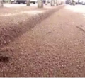 Residents Flee to Safety as Swarms of 'Nairobi Fly' Invade Kenyan Town [VIDEO]