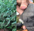 Kenyan Brothers Make Nearly Sh500,000 After Selling 6Kg Meteorite That Fell on Neighbor’s Farm