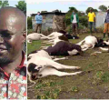 MP Johanna Ngeno Loses over Sh4 Million After 22 Cows Consume Imported Poisonous Feeds, Die 