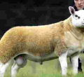 World's Most Expensive Sheep Fetches $490,000 
