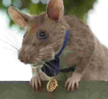 Tanzanian Rat Awarded Gold Medal for Live-Saving Bravery in Detecting Explosives