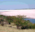 Lake Magadi, Kenya’s Only Source of Soda Ash on the Verge of Extinction