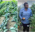 Kenyan Woman Reaps Big from Farming Vegetables Such as 'Managu' is the US