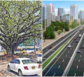KeNHA to Transplant Westlands’ Iconic Fig Tree to Pave Way for Nairobi Expressway
