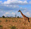 Kenya Named Africa's Leading Tourist Destination by World Travel Awards 