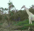World’s Only White Giraffe Fitted with GPS Tracker in Kenya 