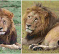End of an Era: Maasai Mara's Iconic Lion Lolparpit Found Dead 
