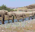Namibia to Sell 170 'High-Value' Elephants Amid Drought and Rising Population  