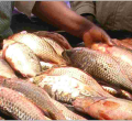 Government Bans Consumption of Fish from Lake Nakuru