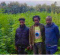 Police Discover Sh27 Million Marijuana Farm in Naivasha, Arrest 14 Suspects