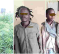 Three Suspects Arrested for Cultivating Bhang Worth Sh15 Million 