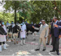 Uhuru Gifts Burundi President Ndayishimiye 50 High-Grade Friesian Cows