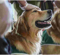 US Centers for Disease Control and Prevention (CDC) Bans Import of Dogs from Kenya 