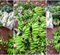 Kenyan Man Destroys Farm Produce Worth Sh200,000 to Stop Wife from Working on Father’s Day 